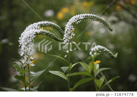 カササギひげ 花 クローズアップ 31674778