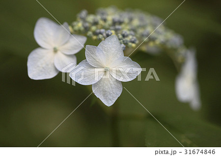 花 算数局 クローズアップ 31674846