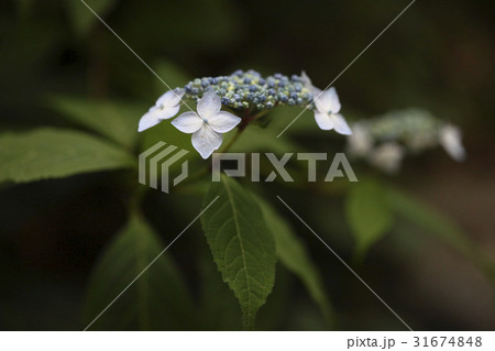 花 算数局 クローズアップ 31674848