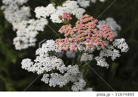 花 野生の花 クローズアップ 31674895