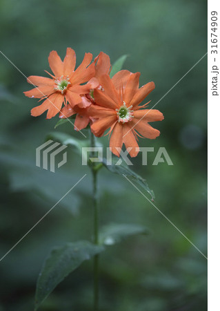 花 童子の花 野生の花 31674909