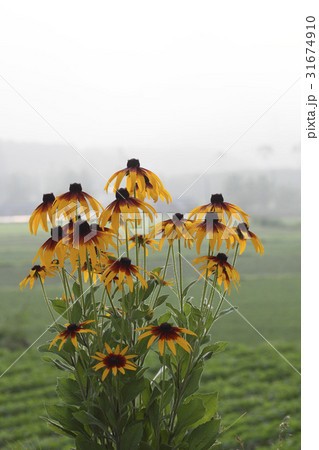花 オオハンゴンソウ属 野生の花 31674910