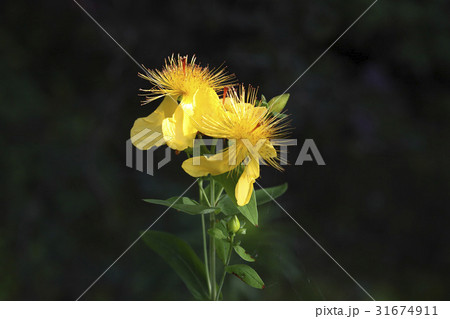 花 黄色 イエロー 31674911