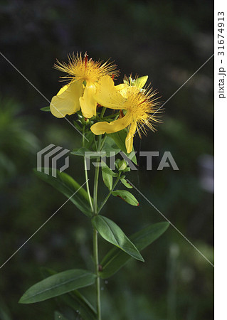 花 トモエソウ 野生の花 31674913