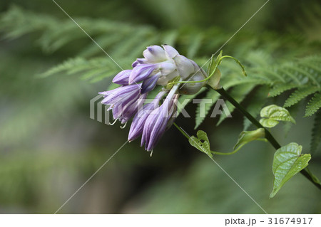 花 ビビチュ 野生の花 31674917