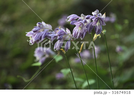 花 ビビチュ 野生の花 31674918