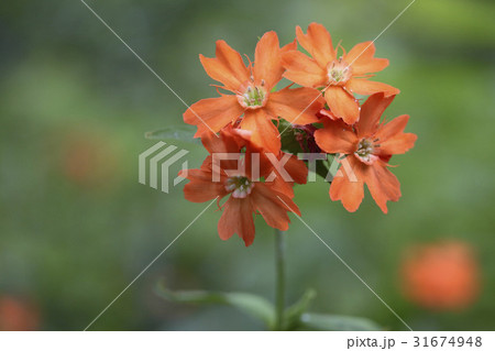 花 童子の花 野生の花 31674948