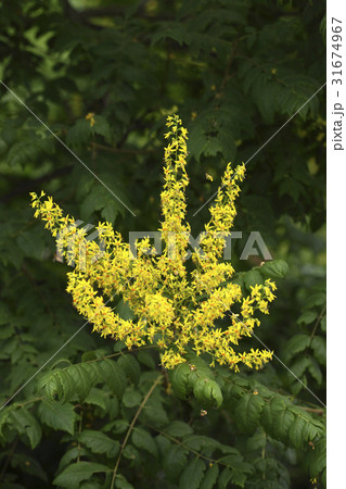 花 黄色 イエロー 31674967