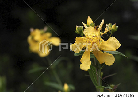 花 トモエソウ 野生の花 31674968