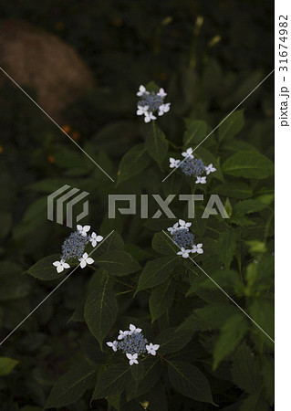 花 算数局 アジサイ 31674982