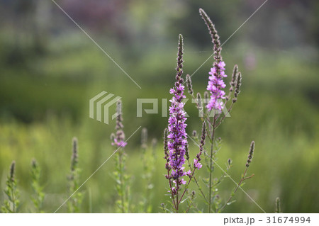 花 野生の花 クローズアップ 31674994