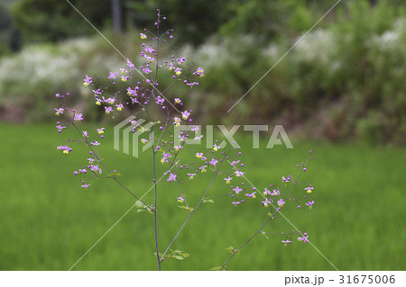 グムクォンの足 花 見よ 31675006