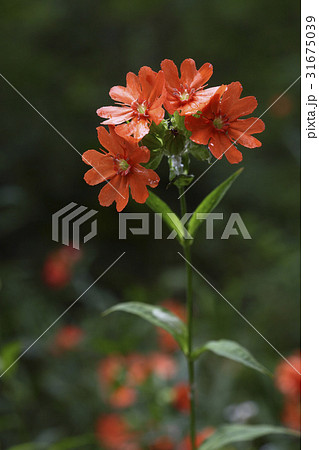 花 童子の花 野生の花 31675039
