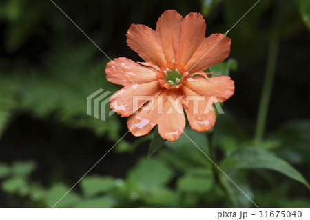 花 童子の花 野生の花 31675040