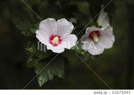 花 ムクゲ 植物 31675045