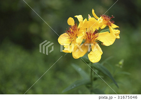 花 トモエソウ 野生の花 31675046
