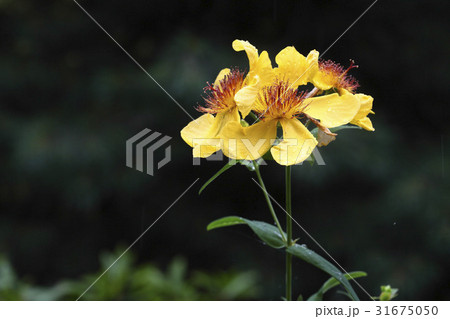 花 トモエソウ 野生の花 31675050