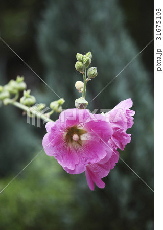 花 野生の花 葵 31675103