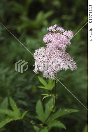 花 野生の花 クローズアップ 31675113
