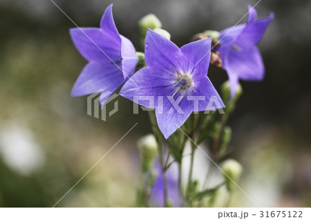 花 桔梗の花 野生の花 31675122