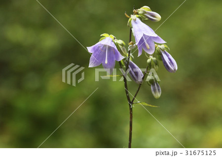 花 桔梗ソバナ 野生の花 31675125