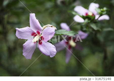 花 ムクゲ ピンク 31675140