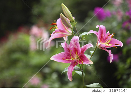 花 ユリ 植物 31675144
