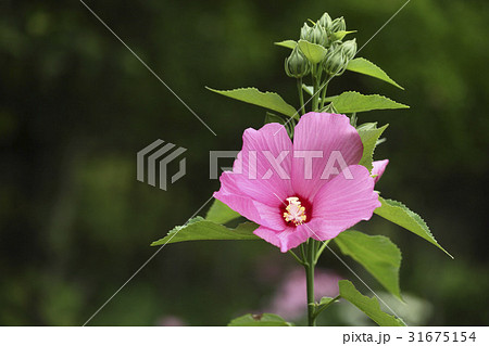 秋の花 ブイヨン 野生の花 31675154