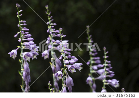 花 ビビチュ 野生の花 31675162