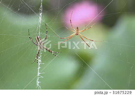 クモ ウェブ 自然 31675229