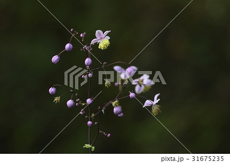 グムクォンの足 見よ クローズアップ 31675235