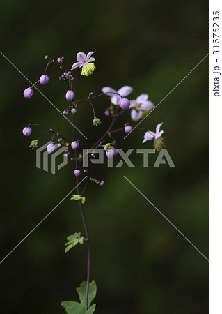 グムクォンの足 花 野生の花 31675236