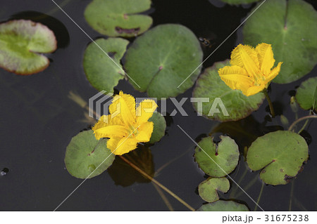 花 アサザ 野生の花 31675238