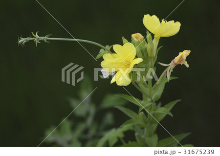 花 月見草 野生の花 31675239