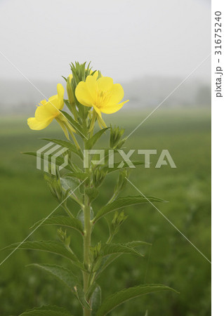 花 月見草 野生の花 31675240