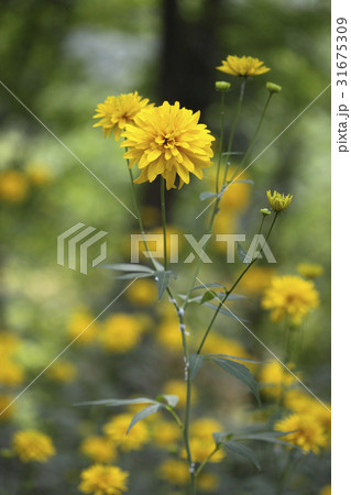 花 金白熱 野生の花 31675309
