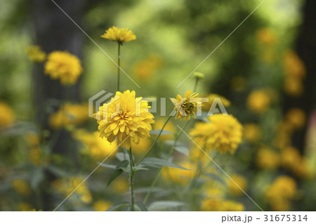 花 金白熱 野生の花 31675314