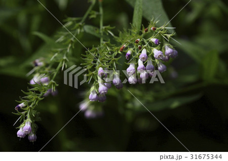花 見よ ヒレハリソウ 31675344