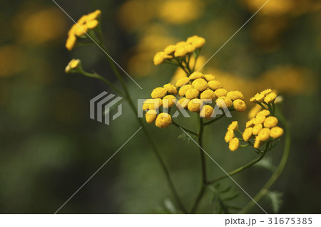 花 植物 野生の花 31675385