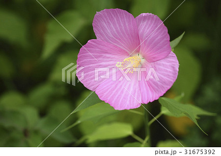秋の花 ブイヨン ピンク 31675392