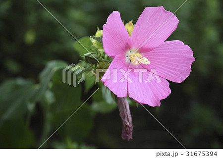 秋の花 ブイヨン 野生の花 31675394