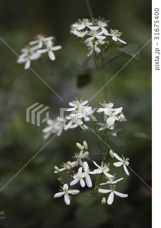 花 野生の花 ウアリ 31675400
