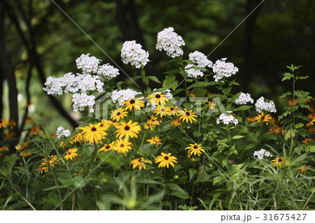 花 植物 野生の花 31675427