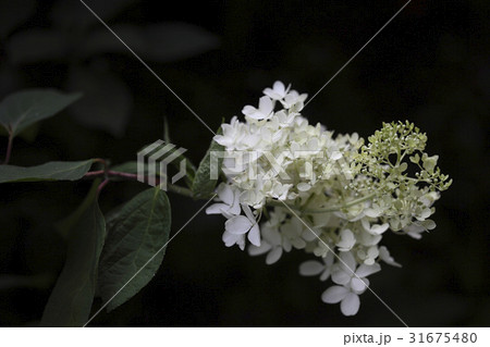 花 木アジサイ 野生の花 31675480