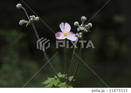 花 風花 野生の花 31675525