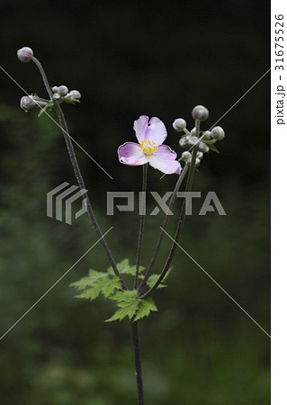 花 風花 野生の花 31675526