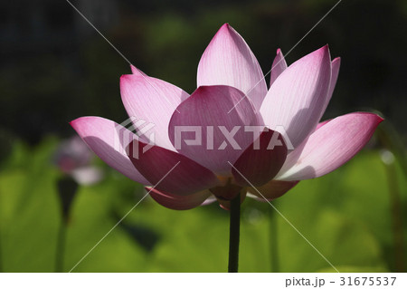 花 ピンク 蓮 31675537