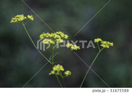 花 オミナエシ 野生の花 31675589