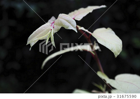 柄号チャングニ 植物 野生の花 31675590