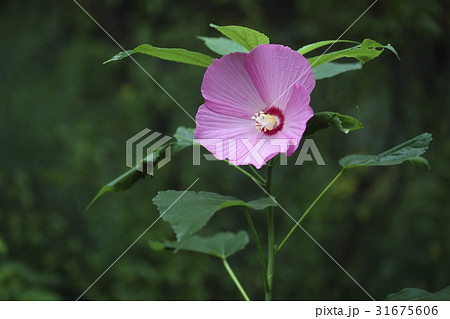 秋の花 ブイヨン 野生の花 31675606